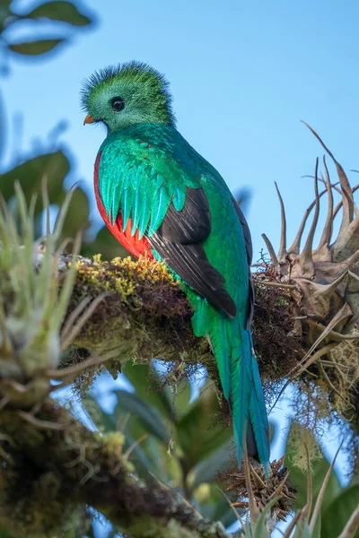 Великолепный Quetzal Pharomachrus Mocinno Savegre Коста Рике Зеленым Лесом Фоновом — стоковое фото