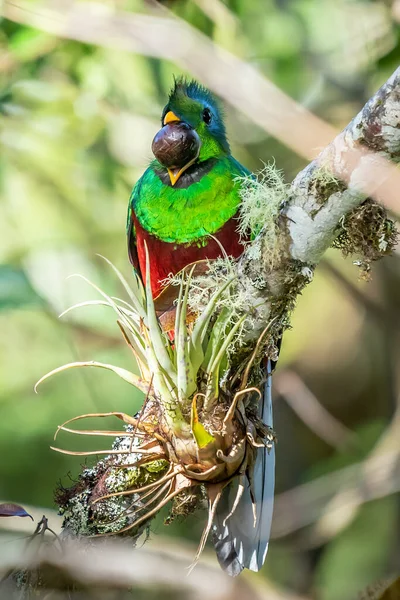 Resplandecente Quetzal Pharomachrus Mocinno Savegre Costa Rica Com Floresta Verde — Fotografia de Stock