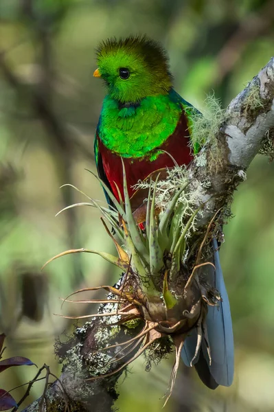 Великолепный Quetzal Pharomachrus Mocinno Savegre Коста Рике Зеленым Лесом Фоновом — стоковое фото