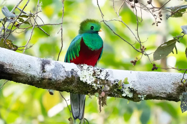 Resplendent Quetzal Pharomachrus Mocinno Savegre Costa Rica Green Forest Background — стоковое фото