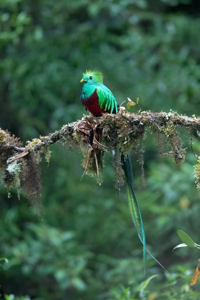 Wspaniały Quetzal Pharomachrus Mocinno Savegre Kostaryce Zamazanym Zielonym Lasem Tle — Zdjęcie stockowe