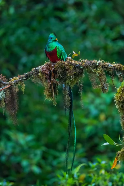 Великолепный Quetzal Pharomachrus Mocinno Savegre Коста Рике Размытым Зеленым Лесом — стоковое фото