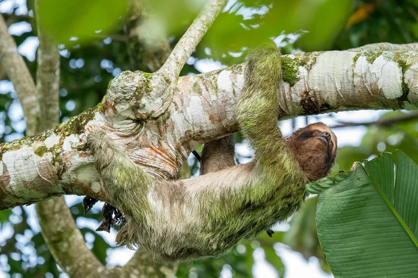 Sloth Smiling Camera While Hanging Costa Rican Jungle Really Cute — Stock Photo, Image