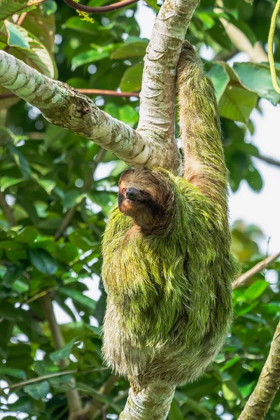 Sloth Smiling Camera While Hanging Costa Rican Jungle Really Cute — Stock Photo, Image