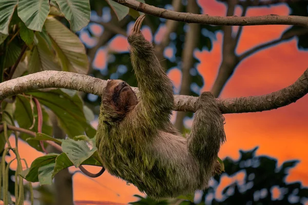 Kosta Rika ormanında sallanırken kameraya gülümseyen bir tembel hayvan. Gülümserken doğrudan kameraya bakan çok tatlı bir tembel hayvan..