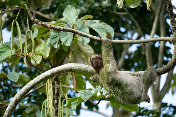 Sloth Smiling Camera While Hanging Costa Rican Jungle Really Cute — Stock Photo, Image