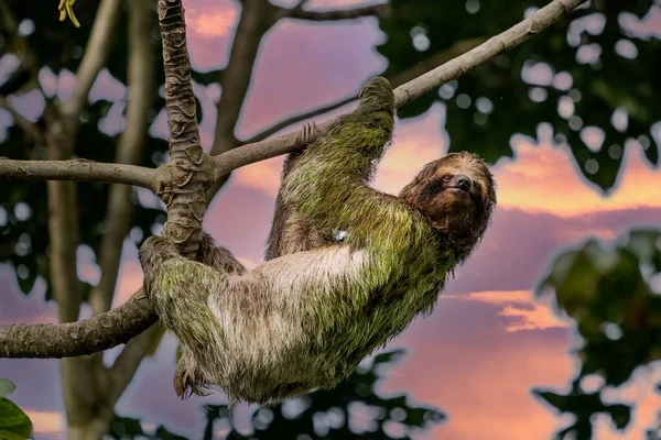 Sloth Smiling Camera While Hanging Costa Rican Jungle Really Cute — Stock Photo, Image