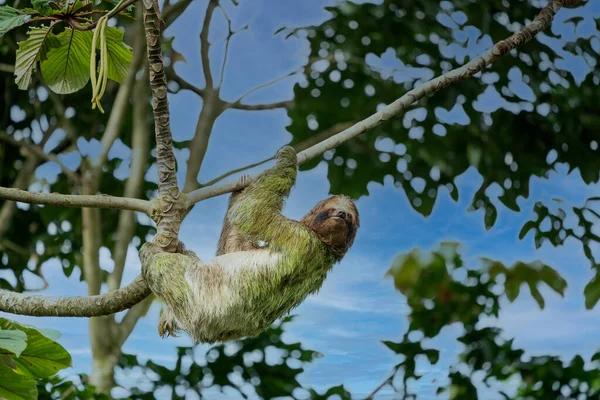 Sloth Smiling Camera While Hanging Costa Rican Jungle Really Cute — Stock Photo, Image