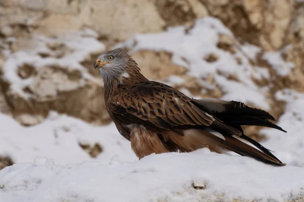 Röd Drake Huvud Närbild Milvus Milvus — Stockfoto