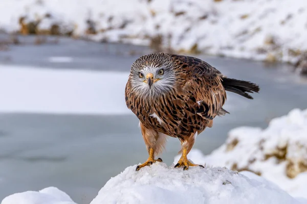 Röd Drake Huvud Närbild Milvus Milvus — Stockfoto