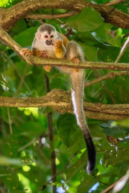 Sincap maymun, Saimiri oerstedii, yeşil yaprakları, Corcovado Np, Kosta Rika ile ağaç gövdesi üzerinde oturuyor. Tropik Orman bitki örtüsü maymun. Doğadan yaban hayatı sahne. Güzel sevimli hayvan.