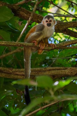 Sincap maymun, Saimiri oerstedii, yeşil yaprakları, Corcovado Np, Kosta Rika ile ağaç gövdesi üzerinde oturuyor. Tropik Orman bitki örtüsü maymun. Doğadan yaban hayatı sahne. Güzel sevimli hayvan.