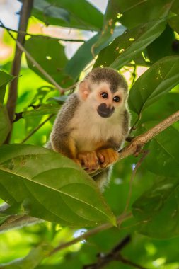 Sincap maymun, Saimiri oerstedii, yeşil yaprakları, Corcovado Np, Kosta Rika ile ağaç gövdesi üzerinde oturuyor. Tropik Orman bitki örtüsü maymun. Doğadan yaban hayatı sahne. Güzel sevimli hayvan.