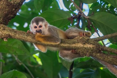 Sincap maymun, Saimiri oerstedii, yeşil yaprakları, Corcovado Np, Kosta Rika ile ağaç gövdesi üzerinde oturuyor. Tropik Orman bitki örtüsü maymun. Doğadan yaban hayatı sahne. Güzel sevimli hayvan.