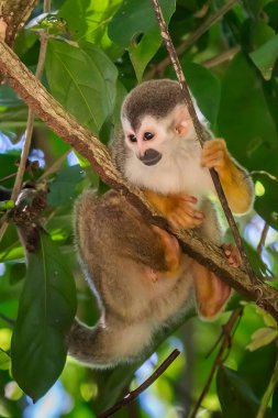 Sincap maymun, Saimiri oerstedii, yeşil yaprakları, Corcovado Np, Kosta Rika ile ağaç gövdesi üzerinde oturuyor. Tropik Orman bitki örtüsü maymun. Doğadan yaban hayatı sahne. Güzel sevimli hayvan.