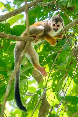 Sincap maymun, Saimiri oerstedii, yeşil yaprakları, Corcovado Np, Kosta Rika ile ağaç gövdesi üzerinde oturuyor. Tropik Orman bitki örtüsü maymun. Doğadan yaban hayatı sahne. Güzel sevimli hayvan.