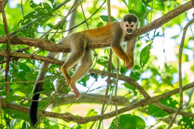 Sincap maymun, Saimiri oerstedii, yeşil yaprakları, Corcovado Np, Kosta Rika ile ağaç gövdesi üzerinde oturuyor. Tropik Orman bitki örtüsü maymun. Doğadan yaban hayatı sahne. Güzel sevimli hayvan.