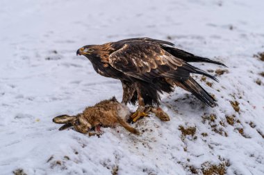 Beyaz Kuyruklu Kartal (Haliaeetus albicilla) ayrıca ern, erne, gri kartal, Avrasya deniz kartalı ve beyaz kuyruklu deniz kartalı olarak da bilinir. Kanatlar açılsın. Polonya, Avrupa. Yırtıcı kuşlar.