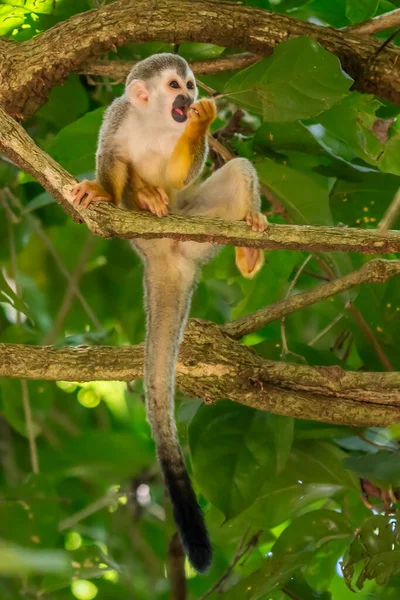 Macaco Esquilo Saimiri Oerstedii Sentado Tronco Árvore Com Folhas Verdes — Fotografia de Stock