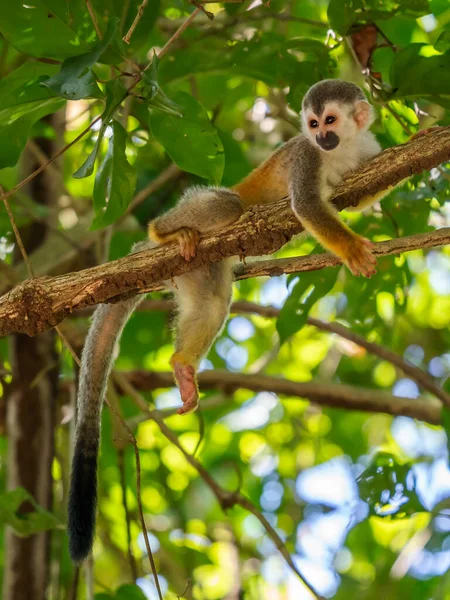 Sincap maymun, Saimiri oerstedii, yeşil yaprakları, Corcovado Np, Kosta Rika ile ağaç gövdesi üzerinde oturuyor. Tropik Orman bitki örtüsü maymun. Doğadan yaban hayatı sahne. Güzel sevimli hayvan.