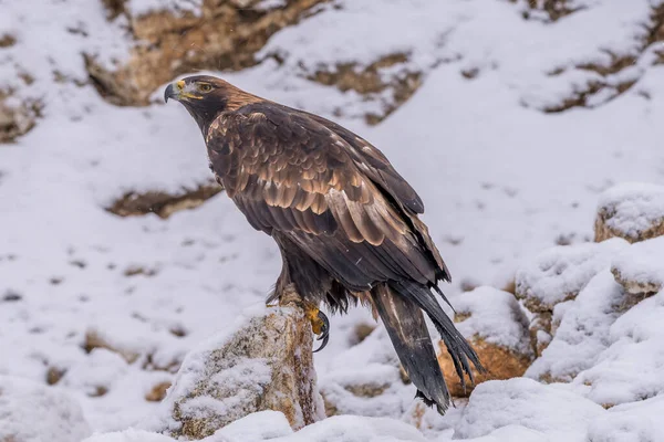 Vitstjärtad Örn Haliaeetus Albicilla Även Känd Som Ern Erne Grå — Stockfoto