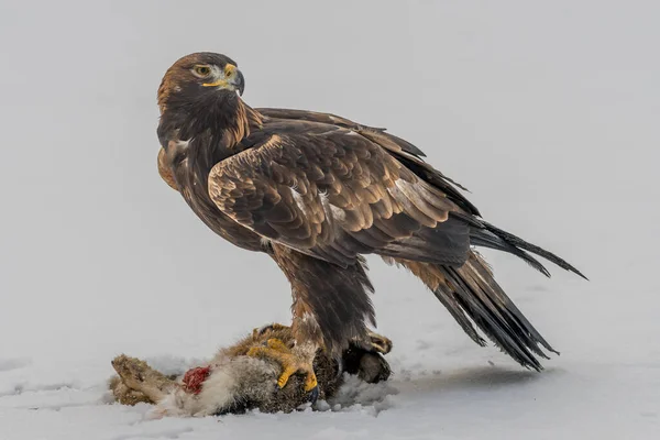 White Tailed Eagle Haliaeetus Albicilla Also Known Ern Erne Gray — 스톡 사진