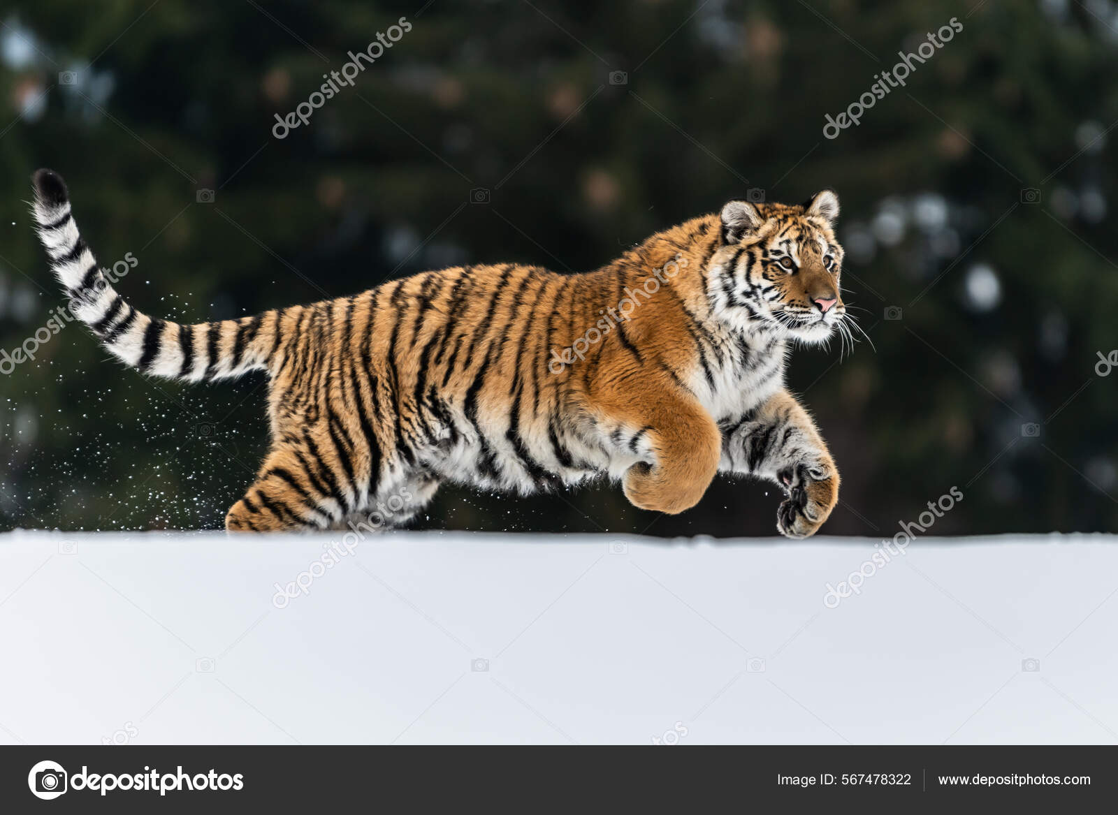 귀여운 호랑이 동물 캐릭터 국제 호랑이의 날, 호랑이, 동물, 얼굴 PNG 일러스트 및 이미지 에 대한 무료 다운로드 - Pngtree, image size:1600x1167