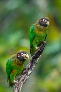 Papağan, kahverengi başlıklı Pionopsitta haematotis, kahverengi kafa ile ışık yeşil papağan portresi. Ayrıntı Orta Amerika kuştan yakın çekim portresi. Tropikal doğa yerinden yaban hayatı