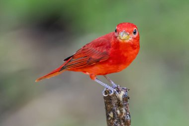 Yeşil bitki örtüsünde kırmızı tanjant. Büyük palmiyeli kuş. Summer Tanager, Piranga Rubra, doğadaki kırmızı kuş. Büyük yeşil palmiye ağacında duran tanjant. Doğal yaşamdan vahşi yaşam sahnesi