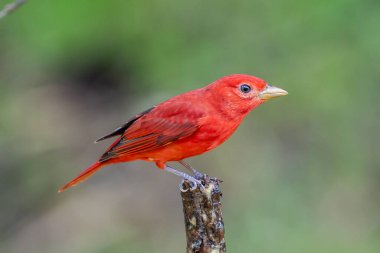Yeşil bitki örtüsünde kırmızı tanjant. Büyük palmiyeli kuş. Summer Tanager, Piranga Rubra, doğadaki kırmızı kuş. Büyük yeşil palmiye ağacında duran tanjant. Doğal yaşamdan vahşi yaşam sahnesi