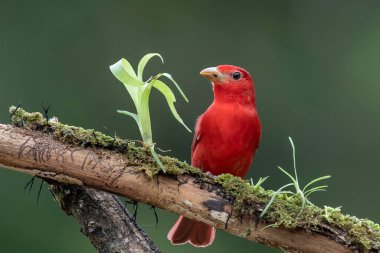 Yeşil bitki örtüsünde kırmızı tanjant. Büyük palmiyeli kuş. Summer Tanager, Piranga Rubra, doğadaki kırmızı kuş. Büyük yeşil palmiye ağacında duran tanjant. Doğal yaşamdan vahşi yaşam sahnesi