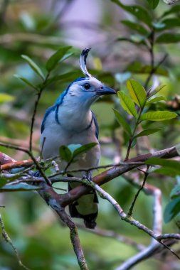 Kosta Rika 'da Beyaz Boğazlı Saksağan Jay