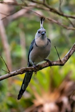Kosta Rika 'da Beyaz Boğazlı Saksağan Jay