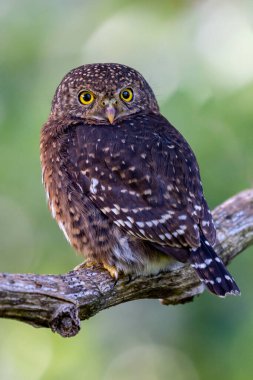 Pigme baykuşu, küçük baykuş (Glaucidium passerinum)