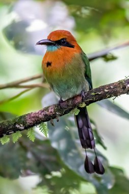 Turkuaz kaşlı motmot - Eumomota superciliosa Torogoz, uzun kuyruklu renkli tropikal kuş Momotidae, Orta Amerika Güneydoğu Meksika 'dan Kosta Rika' ya