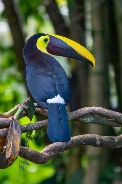 Bird with open bill, Chesnut-mandibled Toucan sitting on the branch in tropical rain with green jungle in background. Wildlife scene from nature.
