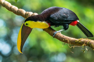 Açık gagalı kuş, Chesnut-mandiled Toucan tropikal yağmurda dalda oturuyor ve arka planda yeşil orman var. Doğadan vahşi yaşam sahnesi.
