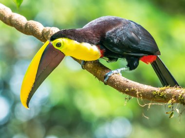 Bird with open bill, Chesnut-mandibled Toucan sitting on the branch in tropical rain with green jungle in background. Wildlife scene from nature.