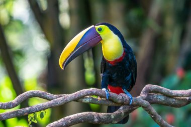 Açık gagalı kuş, Chesnut-mandiled Toucan tropikal yağmurda dalda oturuyor ve arka planda yeşil orman var. Doğadan vahşi yaşam sahnesi.