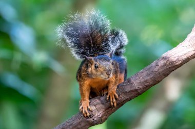 Doğu Gri Sincap dalda. Bilimsel adı: Sciurus carolinensis.