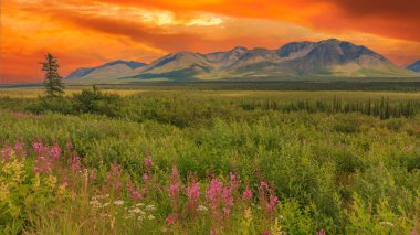 Yazın Alaska 'nın Picturesque Dağları. Kar, kütleleri, buzulları ve kayalık tepeleri kapladı. Güzel doğal arkaplan.