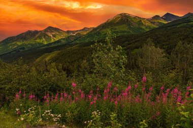 Yazın Alaska 'nın Picturesque Dağları. Kar, kütleleri, buzulları ve kayalık tepeleri kapladı. Güzel doğal arkaplan.