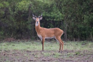 çalışan antilop Waterbuck (Kobus ellipsiprymnus) yılında Afrika savana Namibya kruger park Botsvana masai mara