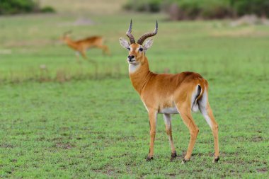 çalışan antilop Waterbuck (Kobus ellipsiprymnus) yılında Afrika savana Namibya kruger park Botsvana masai mara