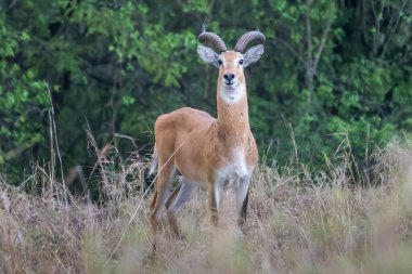 çalışan antilop Waterbuck (Kobus ellipsiprymnus) yılında Afrika savana Namibya kruger park Botsvana masai mara