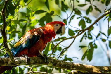 Ara arakanga costa rica 'nın portresi