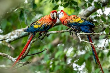 Ara arakanga costa rica 'nın portresi