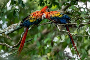 Ara arakanga costa rica 'nın portresi