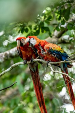 Ara arakanga costa rica 'nın portresi
