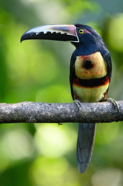 Toucan Yakalı Aracari, Pteroglossus torquatus, büyük gagalı kuş. Tukan ormandaki yosun dalında oturuyor, Boca Tapada, Kosta Rika. Orta Amerika 'da doğa yolculuğu